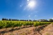 AUDE--Propriete-de-47-hectares-dont-15-ha-de-vignes-en-AOP-Malepere