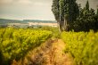 AUDE--Propriete-de-47-hectares-dont-15-ha-de-vignes-en-AOP-Malepere