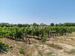 Domaine-Viticole-aux-portes-de-Carcassonne-sur-22-ha