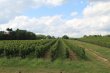 Rare-et-repute-vignoble-en-appellation-Pecharmant-et-Rosette-sur-26ha-environ-dun-seul-tenant