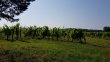 Propriete-viticole-Bio-25-hectares-en-AOC-Saint-Emilion-chai-maison-dhabitation-Ref-52