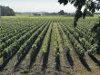 A-vendre-domaine-viticole-bordelais-emblematique-au-terroir-exceptionnel-