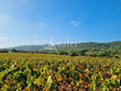 Unique-dans-la-vallee-de-lAgly-Domaine-viticole-de-70-ha