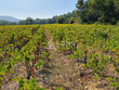 Unique-dans-la-vallee-de-lAgly-Domaine-viticole-de-70-ha