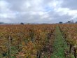 Belle-propriete-viticole--AOC-Saint-Emilion