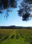 EXPLOITATION-VITICOLE-BIO-ENTRE-NIMES-ET-MONTPELLIER