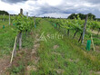 Domaine-viticole-avec-chai-sur-110ha