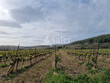 Vignoble-irrigue-de-10-ha-proche-de-Beziers
