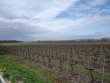 A-vendre-belle-propriete-viticole-dans-le-Cognacais