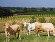 Exploitation-agricole-en-bovins-viande-et-viticulture-sur-110ha