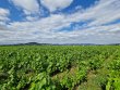 SOUS-COMPROMIS-VIGNES-EN-AOP-BROUILLY