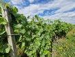 SOUS-COMPROMIS-VIGNES-EN-AOP-BROUILLY