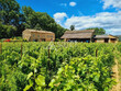 Chateau-historique-et-domaine-viticole-entre-Cotes-du-Rhone-et-Vallee-de-la-Ceze