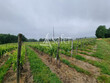 Proche-Eauze--Propriete-viticole-de-18-ha