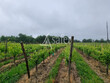 Proche-Eauze--Propriete-viticole-de-18-ha