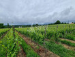 Proche-Eauze--Propriete-viticole-de-18-ha