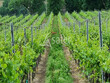 Proche-Eauze--Propriete-viticole-de-18-ha