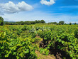 Domaine-viticole-historique-en-cave-particuliere-entre-Cotes-du-Rhone-et-Vallee-de-la-Ceze
