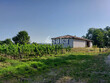Propriete-viticole-bio-de-6ha-en-Pecharmant