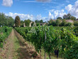 Jolie-propriete-VITICOLE--proche-DORDOGNE