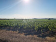 Ilot-viticole-avec-irrigation-sur-38-ha-au-Nord-de-Beziers