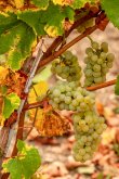 VENTE-DOMAINE-AUVERGNE