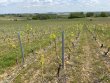 VIGNE-EN-BEAUJOLAIS-BLANC--RHoNE-69