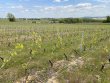 VIGNE-EN-BEAUJOLAIS-BLANC--RHoNE-69