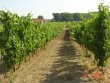 3-ha-en-vigne-a-vendre-a-Beziers