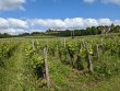 Parcelles-en-AOP-Saint-Emilion