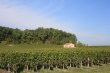 GIRONDE-AOC-Puisseguin-diverses-parcelles-de-vignes