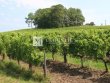 Propriete-viticole-de-9-hectares-cle-en-main-dun-seul-tenant