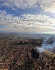 VIGNES-EN-AOP-SAINT-AMOUR
