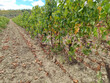 270-Ha-de-vignes-en-bon-etat-cultural-secteur-Corbieres