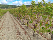 270-Ha-de-vignes-en-bon-etat-cultural-secteur-Corbieres