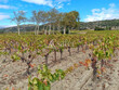 270-Ha-de-vignes-en-bon-etat-cultural-secteur-Corbieres