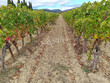 270-Ha-de-vignes-en-bon-etat-cultural-secteur-Corbieres