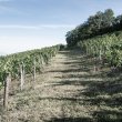 1ha-90a-de-vignes-en-cepage-Gamay-et-Mondeuse