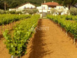 Domaine-viticole-cave-particuliere-et-outil-professionnel-complet