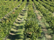 Domaine-viticole-cave-particuliere-et-outil-professionnel-complet