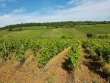 VIGNES-EN-AOP-MACON-CHARDONNAY-