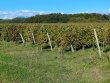 EXCLUSIVITE-MAINE-ET-LOIRE-5ha-de-vignes-avec-locataire-en-place