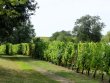 EXCLUSIVITE-Anjou--Domaine-viticole-reconversion-ou-investissement