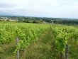 EXCLUSIVITE-Chinon--Chateau-viticole-en-tres-bon-etat
