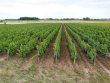 LOIR-ET-CHER--Domaine-de-15ha-Sauvignon-Blanc-en-bio