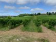 GIRONDE-Satellites-de-Saint-Emilion-rare-outil-de-travail-de-qualite-dans-un-bel-environnement
