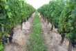 Propriete-viticole-de-8-ha-en-AOC-Saint-emilion-Grand-Cru