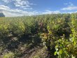Parcelles-de-vignes-en-AOP-MORGON