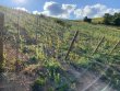 PARCELLE-DE-VIGNE-EN-AOP-CHIROUBLES