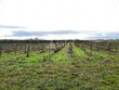 Propriete-viticole-sur-25-ha-AOP-Haut-Poitou
